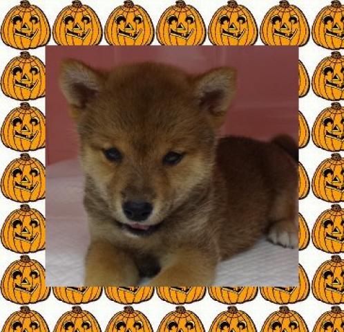 柴犬