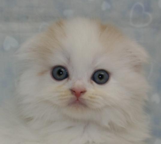 スコティッシュフォールド