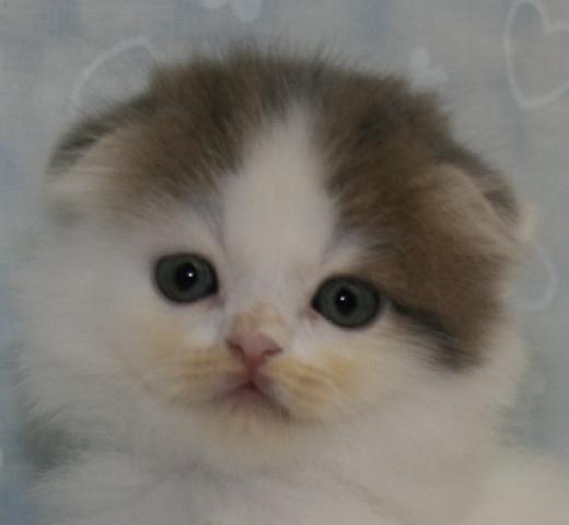 スコティッシュフォールド