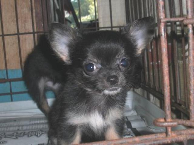 チワワ（ロングコート）