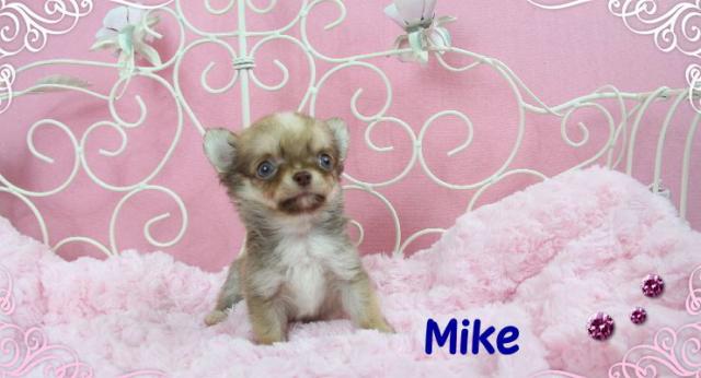 チワワ（ロングコート）