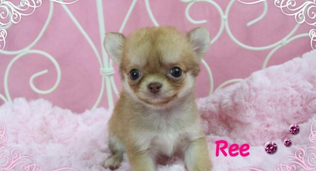 チワワ（ロングコート）