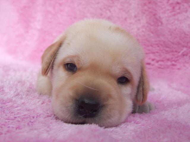 ラブラドールレトリーバー