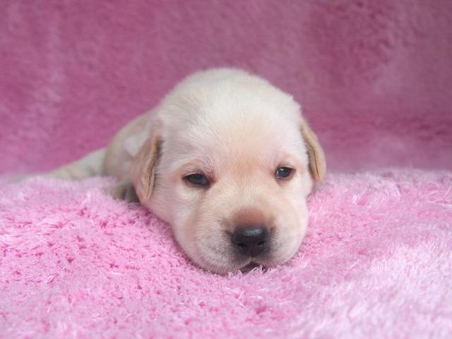 ラブラドールレトリーバー