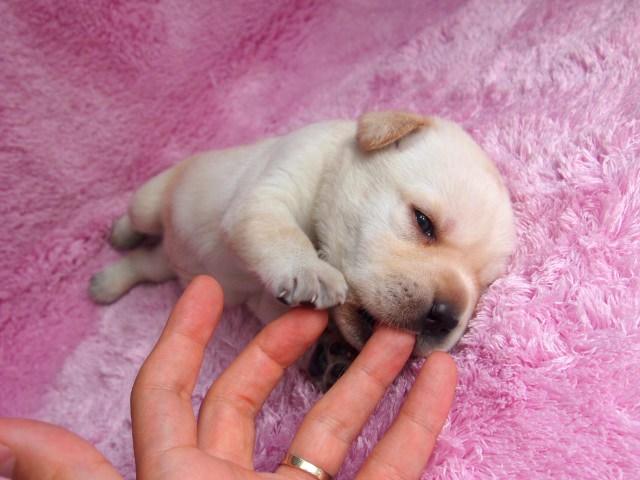 ラブラドールレトリーバー