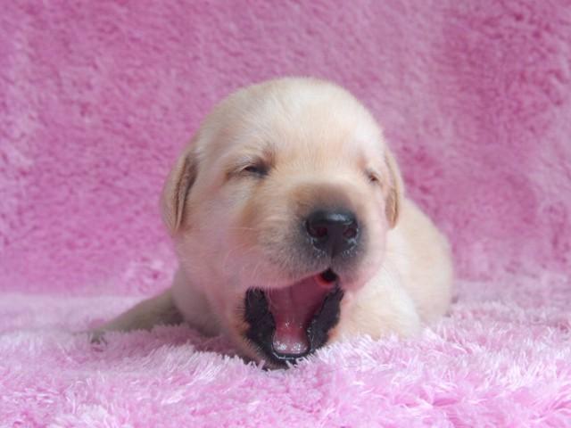 ラブラドールレトリーバー