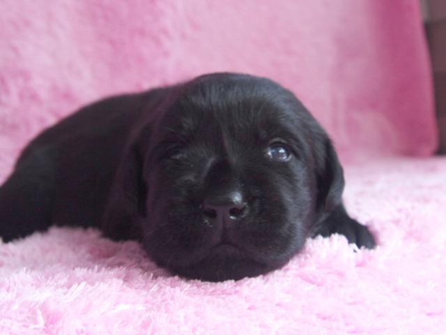 ラブラドールレトリーバー