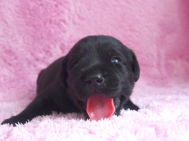 ラブラドールレトリーバー