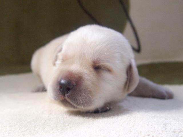 ラブラドールレトリーバー