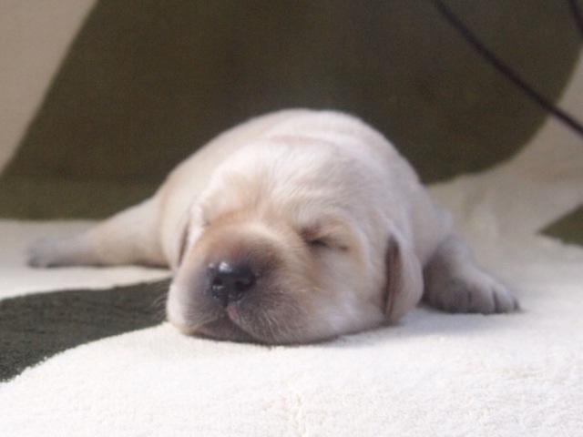 ラブラドールレトリーバー