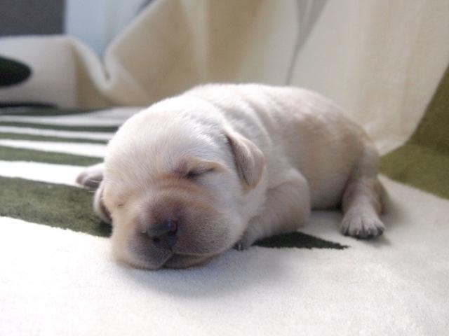 ラブラドールレトリーバー