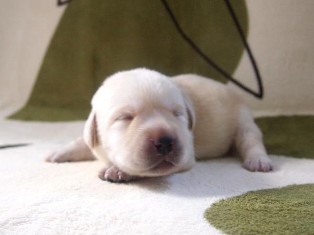 ラブラドールレトリーバー