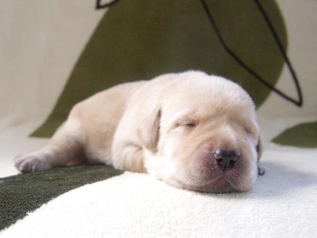 ラブラドールレトリーバー