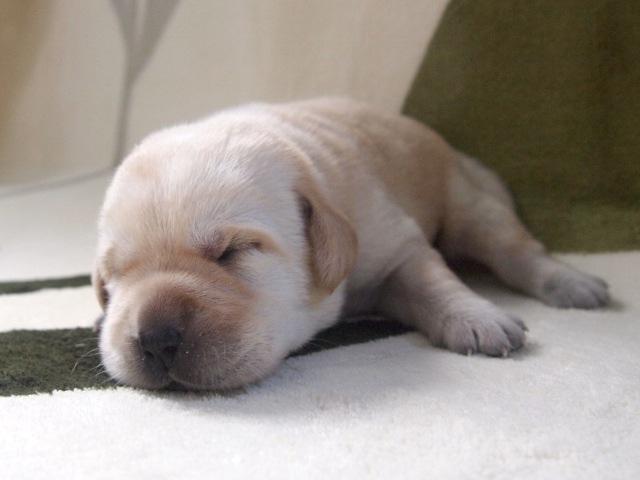 ラブラドールレトリーバー