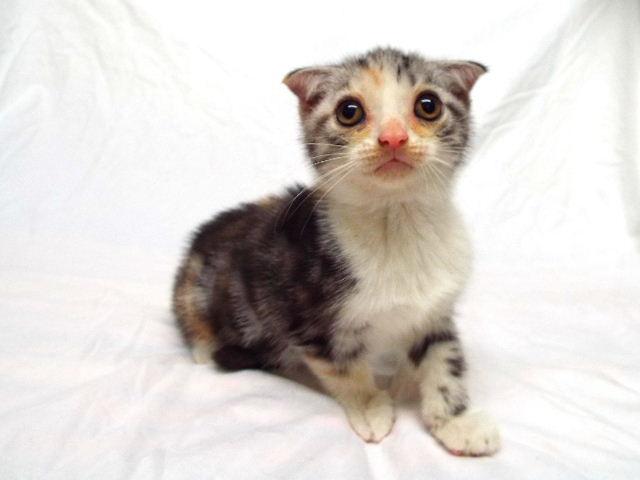 スコティッシュフォールド