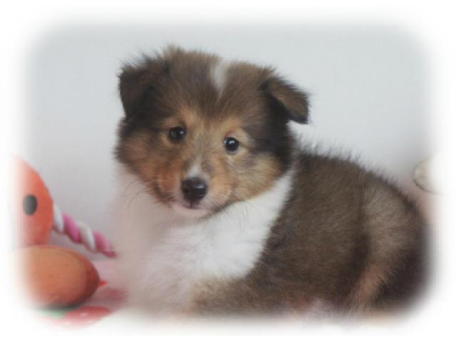 シェットランドシープドッグ