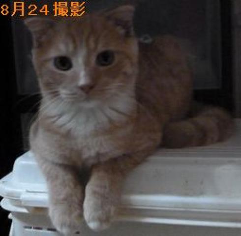 スコティッシュフォールド