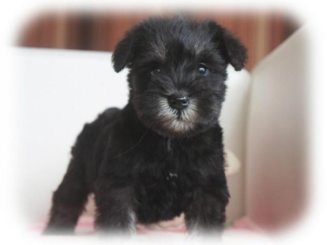 ミニチュアシュナウザー