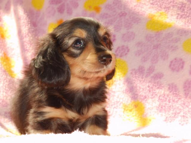 ミニチュアダックスフンド