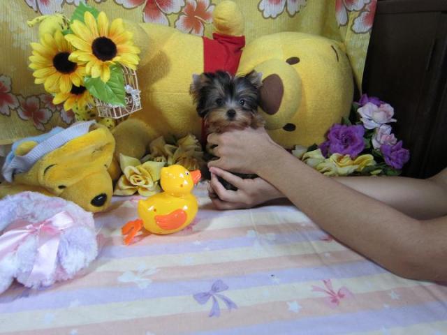 ヨークシャーテリア