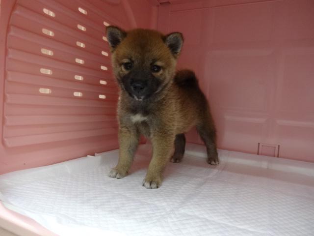 柴犬