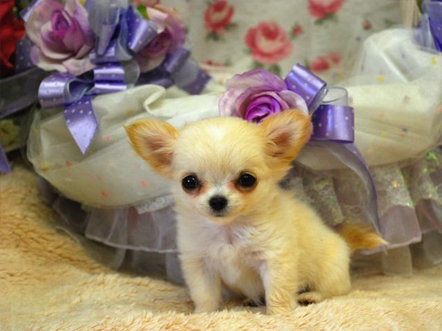 チワワ(ロングコート)