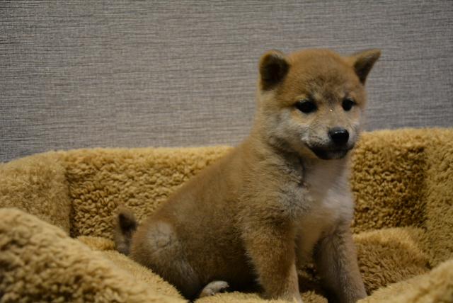 柴犬