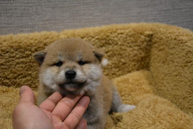 柴犬