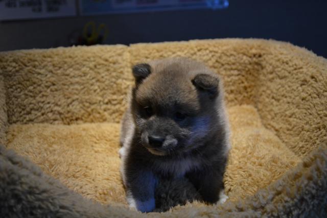 柴犬