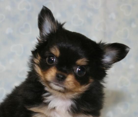 チワワ(ロングコート)