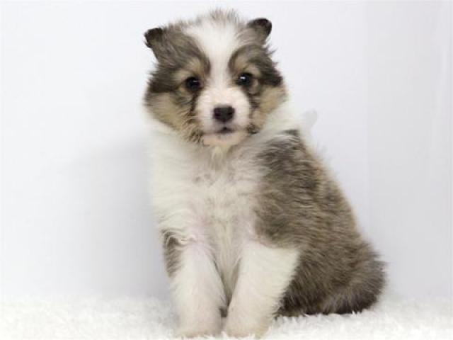 シェットランドシープドッグ