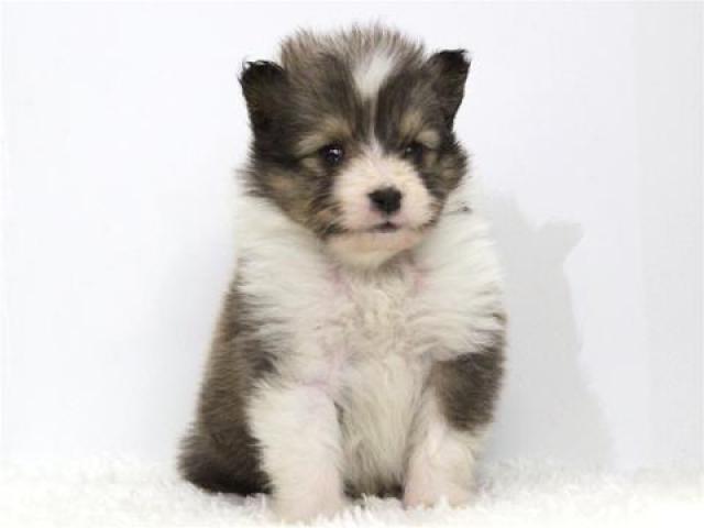 シェットランドシープドッグ