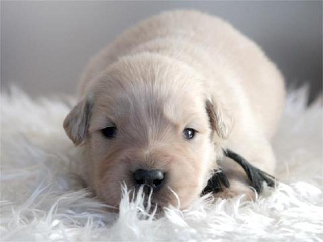 ゴールデンレトリーバー