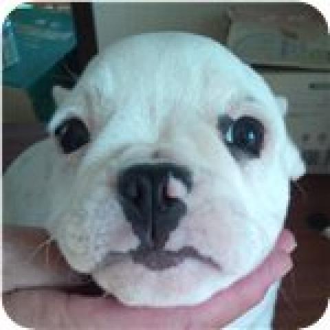 フレンチブルドッグ