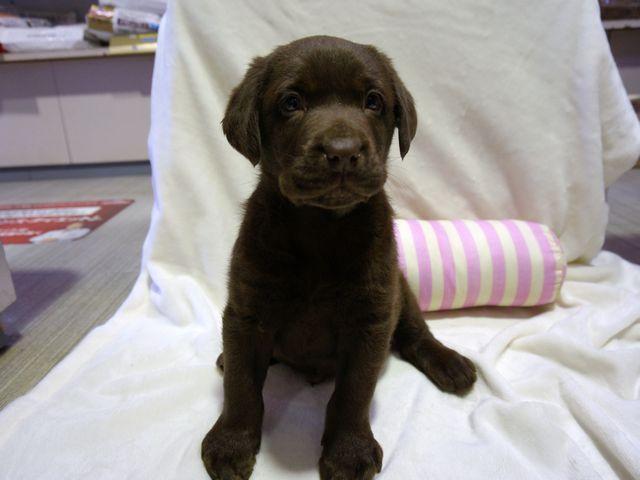 ラブラドールレトリーバー