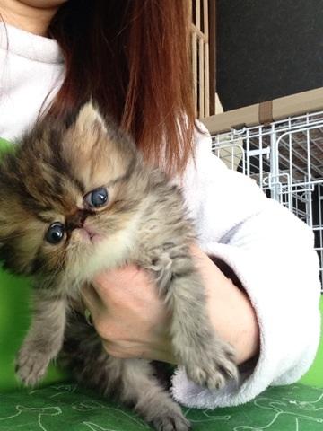 ペルシャ・ヒマラヤン