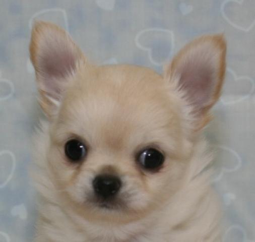 チワワ(ロングコート)