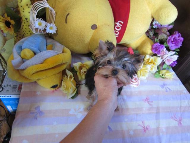 ヨークシャーテリア