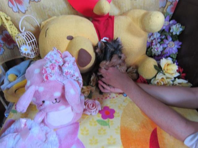 ヨークシャーテリア