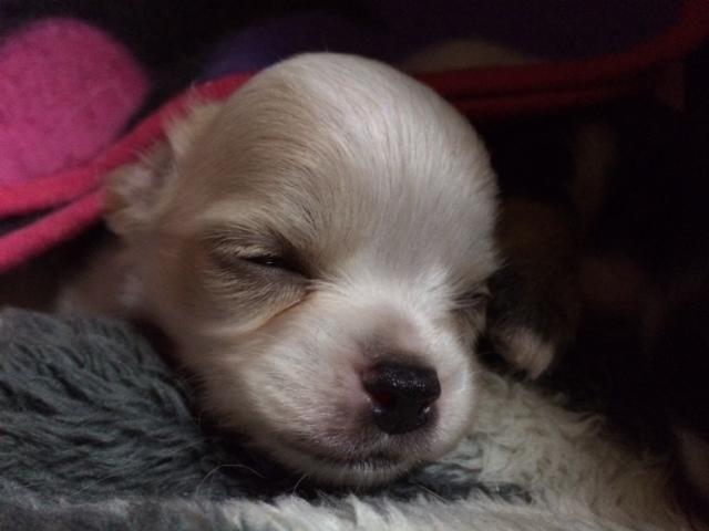 チワワ(ロングコート)