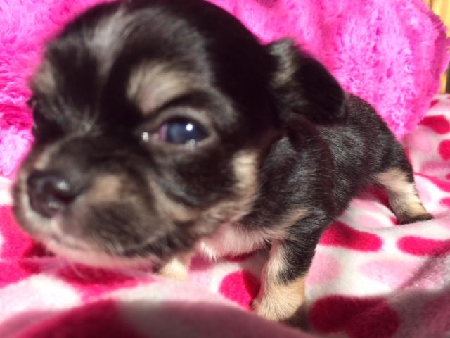 チワワ(ロングコート)