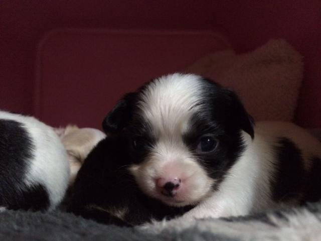 チワワ(ロングコート)