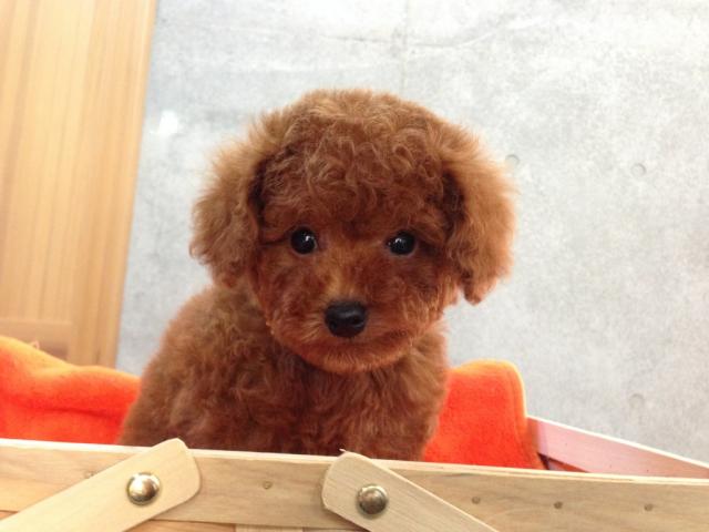 トイプードル