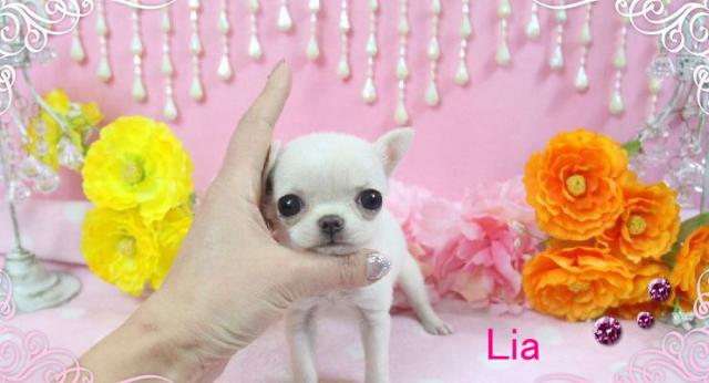 チワワ(スムースコート)