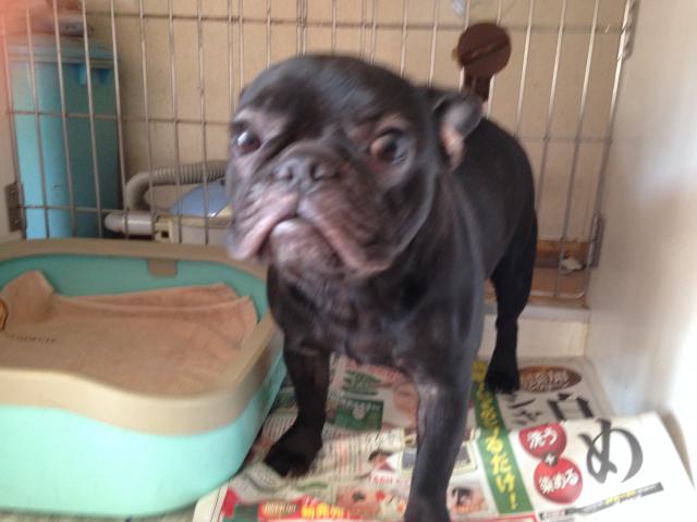 フレンチブルドッグ