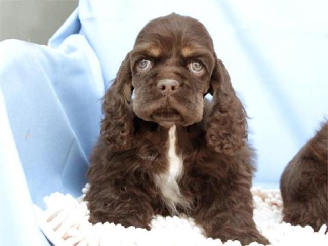 アメリカンコッカースパニエル