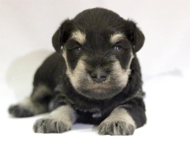 ミニチュアシュナウザー