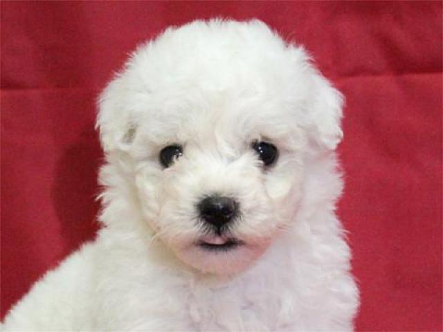 ビションフリーゼ