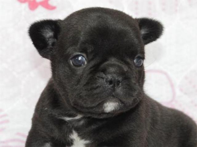 フレンチブルドッグ