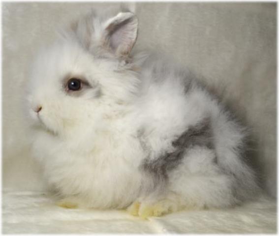 ライオンドワーフ